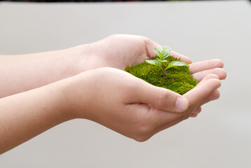 Close-up of hands holding a plant in moss