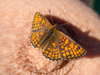 Fototapeta na wymiar orange butterfly close up