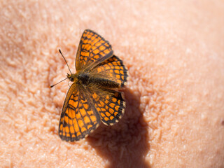 Fototapeta na wymiar orange butterfly on the breast
