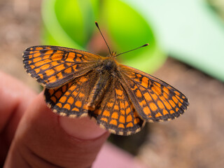 Fototapeta na wymiar orange butterfly on the finger