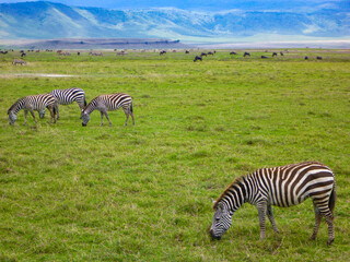 Fototapeta na wymiar タンザニア・ンゴロンゴロ国立公園で草を食べるシマウマとヌーの群れ