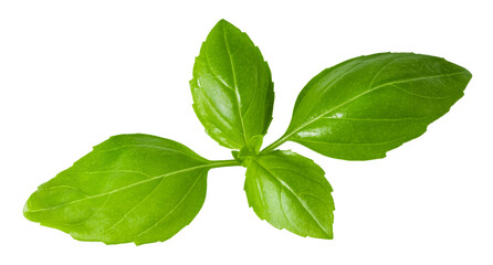 fresh basil leaf isolated on white background