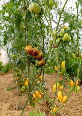 tomatoes of different shapes and sizes, film greenhouse, gardening as a hobby, autumn harvest time