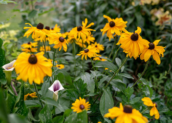summer flowers in the garden on a sunny day, gardener summer
