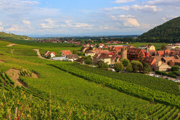 Fototapeta na wymiar View of the Kaysersberg village bethween vineyards in Alsace during the summer