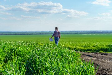 a man as a farmer walking along the field, dressed in a plaid shirt and jeans, checks and inspects young sprouts crops of wheat, barley or rye, or other cereals, a concept of agriculture and agronomy