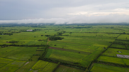 Obraz premium Ariel view of rice fields in thailand