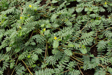 ハマビシ、生薬名：シツリシ（疾黎子）、学名：Tribulus terrestris Linne 、日本、夏撮影