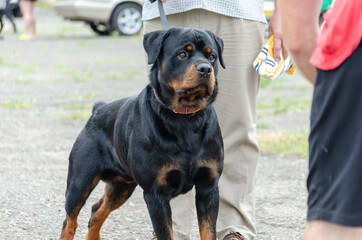 Portrait of a concentrated Rottweiler on a leash. Adult male fro