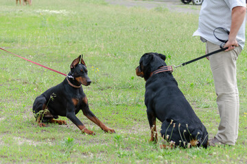 Meeting of two black pets in dog park. Adult Rottweiler in front