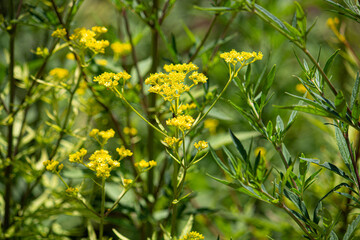 オミナエシ 学名：Patrinia scabiosifolia. 　生薬名:
敗醤根(ハイショウコン)、漢方原料
