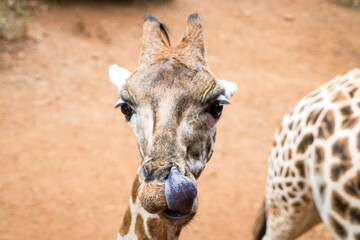 Cute Rothschild's giraffe with tongue out