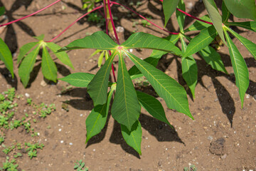 キャッサバ（学名：Manihot esculenta, 英語: cassava）,タピオカの原料のキャッサバ芋が取れる。日本で撮影、東京、夏