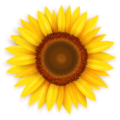 Sunflower 3D, yellow summer flower vector illustration.
