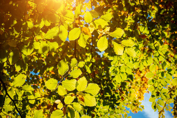 Green leaves on the branches on a sunny day.