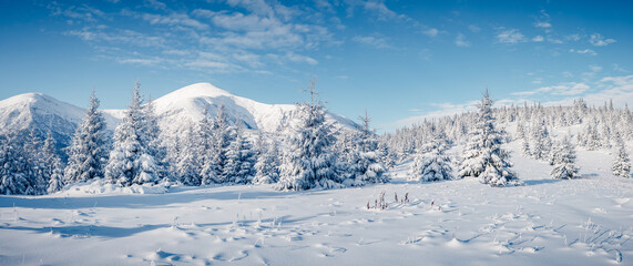 Fototapeta na wymiar White winter spruces in snow on a frosty day. Location place Carpathian mountains, Ukraine.