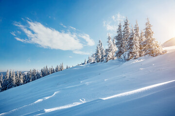 Awesome winter landscape with snowy spruces on a frosty day.