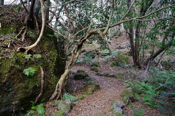 a lonely autumn forest with a path