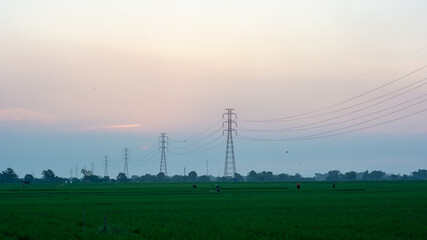 power line in the rice field