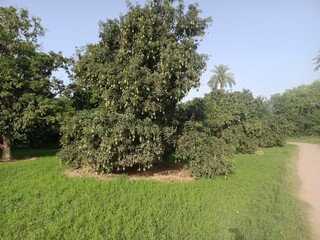 Mango Tree with fruit in the Farm