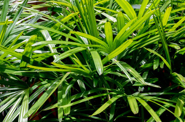 Fototapeta premium Lush tropical foliage in a Thailand jungle