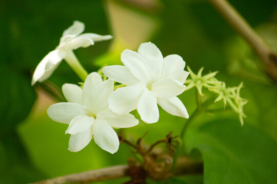 茉莉花 Images – Browse 66 Stock Photos, Vectors, and Video | Adobe