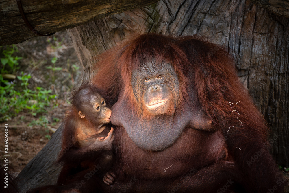 Wall mural mother and baby orangutan resting in nature.