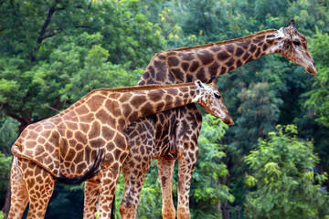 Giraffe family relaxing in nature.