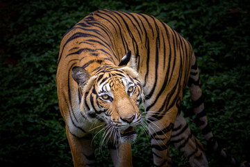 Fototapeta na wymiar Asian tiger resting in nature.