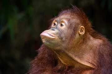 Young orangutan resting in nature. © MrPreecha