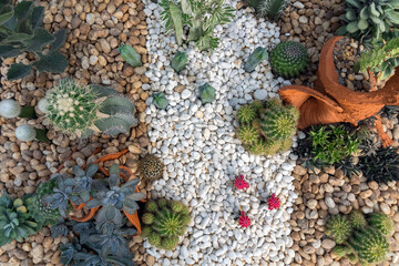 Cactus and desert plants in the park.