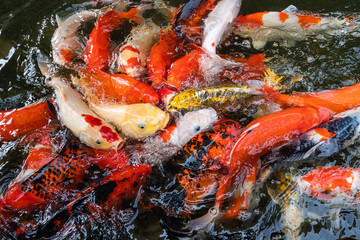colorful koi fish in the pond.