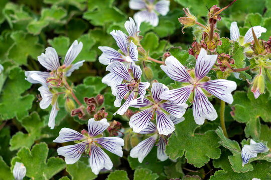 Geranium renardii a spring summer flowering plant with a pale white and mauve purple summertime flower commonly known as Renard Geranium or Caucasian Cranesbill, stock photo image