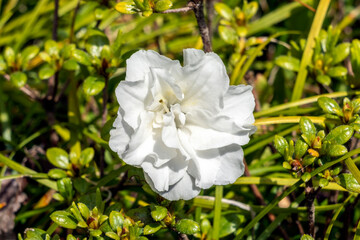 Rhododendron obtusum 'Schneeperle' a summer flowering shrub plant with a white summertime flower otherwise known as a Japanese azalea 'Snow Pearl', stock photo image