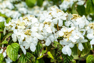 Viburnum plicatum forma tomentosum 'Shasta' a white spring summer flowering shrub commonly known as doublefire