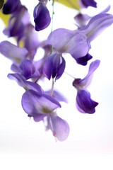Fototapeta na wymiar wisteria flowers isolated on white background