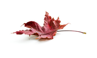 The image of an autumn theme natural maple leaf in red, burgundy tones on a white background.