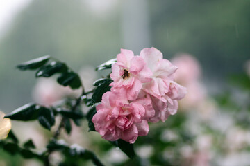 pink flower