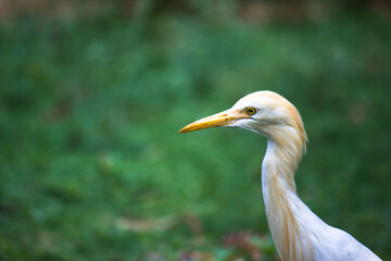  Portrait of Bubulcus ibis Or Heron Or Commonly know as the Cattle Egret in the public park in India
