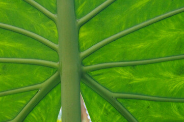 Closeup of a Green Leaf Showing Midrib, Vein and Lamina.