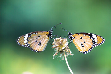 Close up of Plain Tiger (Danaus chrysippus) butterfly visiting flower in nature in a public park and feeding itself during springtime in India.
