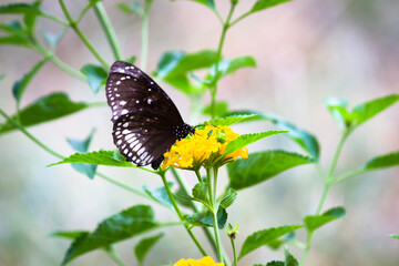 Euploea core, the common crow butterfly perched on the flower plant with a nice green background
 