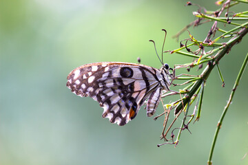 Fototapeta na wymiar Papilio demoleus is a common and widespread swallowtail butterfly. The butterfly is also known as the lime butterfly, lemon butterfly, lime swallowtail, and chequered swallowtail. resting on flowers 