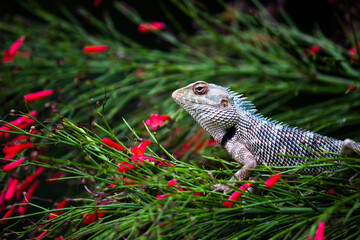 The oriental garden lizard, eastern garden lizard, bloodsucker or changeable lizard resting on the...