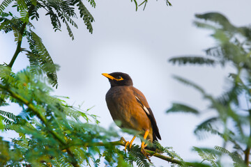 Common Myna - Acridotheres tristis or Indian myna , also spelled mynah, from the family Sturnidae
