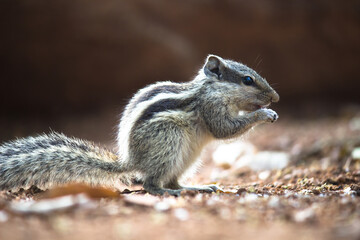 Close-up of a Indian Palm Squirrel or Rodent or also known as the chipmunk sitting on the tree trunk in a side pose and eating,  on a soft blurry background 
