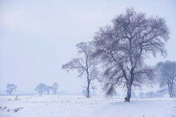 Fototapeta na wymiar minimal winter landscape, row of trees on snow covered
