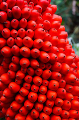 Closeup of Titan Arum (Amorphophallus titanum) Berries.