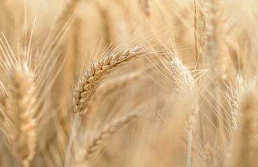 Weizenfeld - Wheatfield 