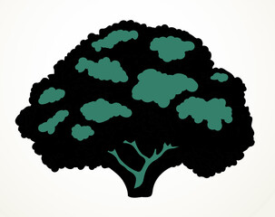 Cauliflower. Vector drawing food object